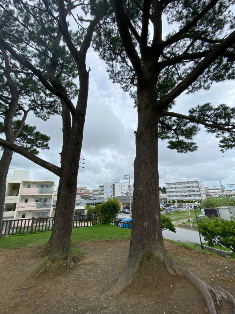 龍巻松の木公園_松の木