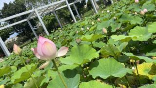 天久ちゅらまち公園_蓮