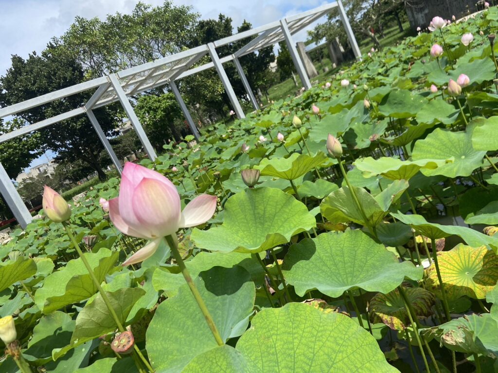 天久ちゅらまち公園_蓮