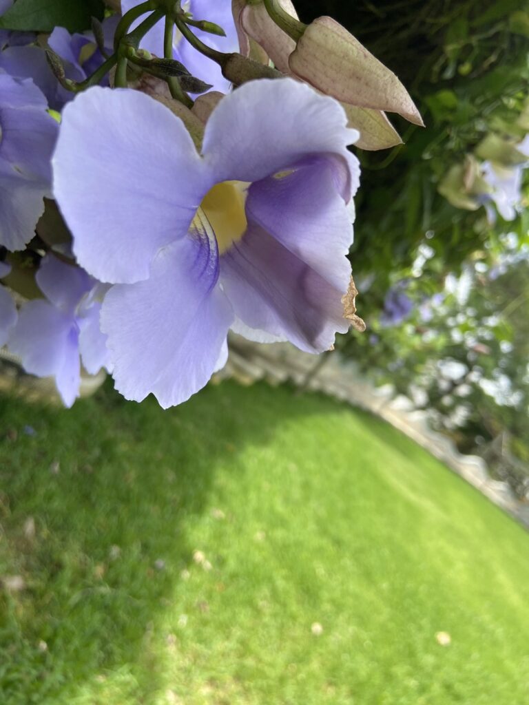 内間西公園_花