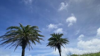 波の上うみそら公園_ヤシの木2