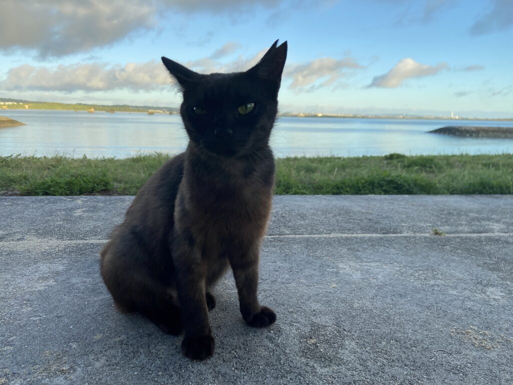 浜比嘉島_ネコ