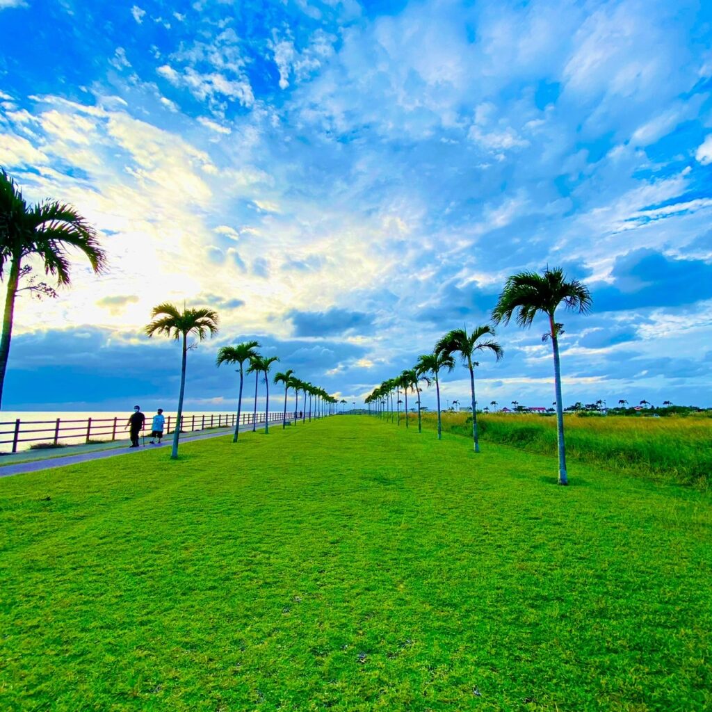 やしのき ヤシの木ロード | オキまと